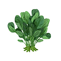 Spinach